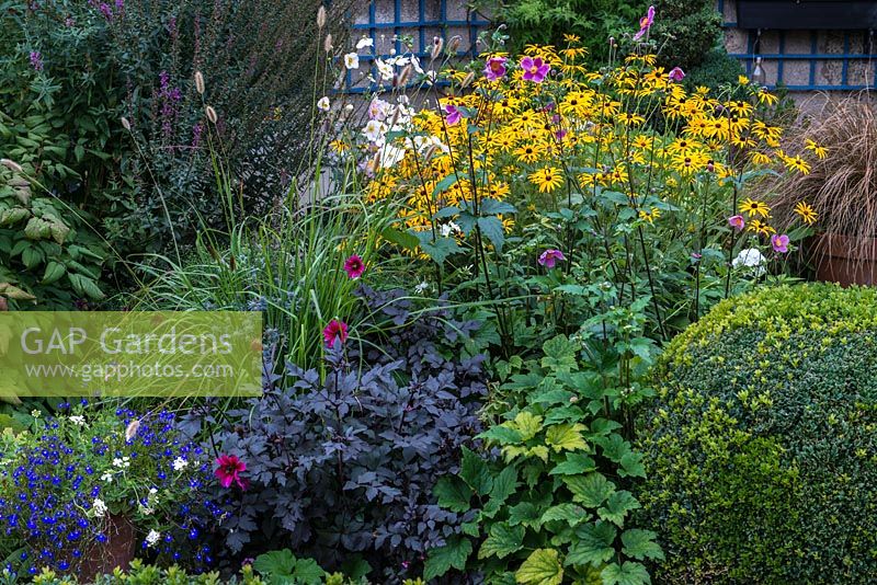 A colourful mixed late summer border with Rudbeckia, Japanese Anemone, Dahlia and Pennisteum grass with Buxus sempervirens balls.