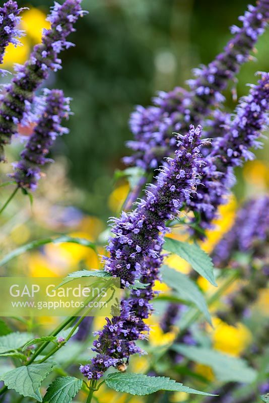 Agastache Black Adder, Hyssop, has smoky, violet flowers on long spires from July to October.