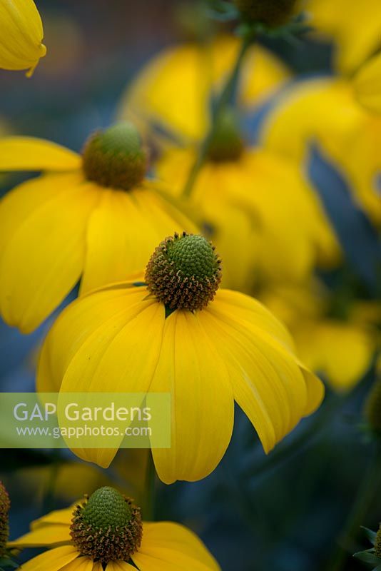 Rudbeckia laciniata Herstsonne, is a robust herbaceous perennial to 2m in height, with branched stems bearing single flower-heads with golden-yellow rays and greenish-yellow disk.