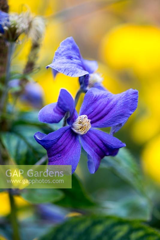 Clematis durandii, a medium-sized deciduous sub-shrub which produces flowers from early summer to early autumn.