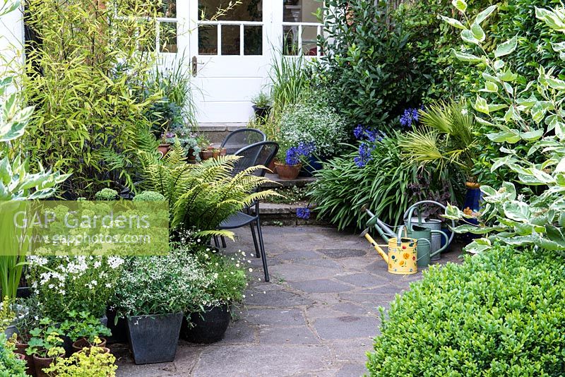 The view from a lawn past box balls and variegated cornus to a stone patio and seating area surrounded with containers of ferns, black bamboo, Euphorbia 'Silver Fog', Trachycarpus fortunei, agapanthus and erigeron.