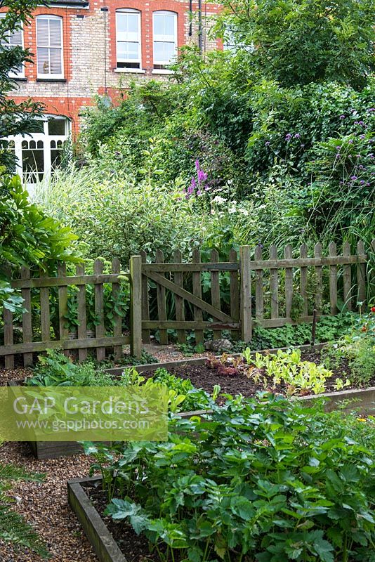 A town garden potager with raised vegetable beds behind a picket fence.