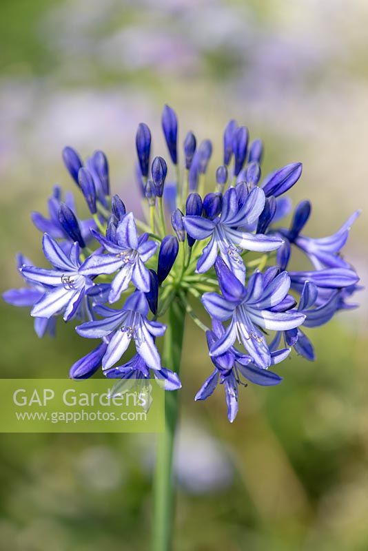 Agapanthus africanus, African lily, perennial, July.