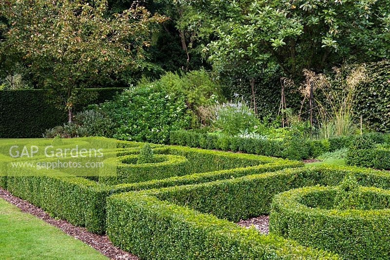 A formal garden with box parterre and lawn. Behind Malus Royalty and Magnolia grandiflora.
