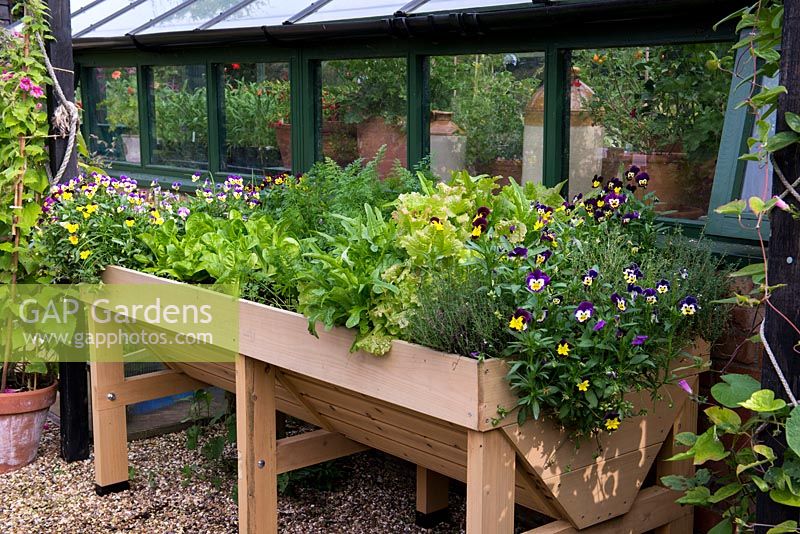 A raised wooden planter with thyme, violas, cut and come again lettuce, rocket, spinach and carrots.