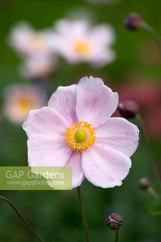 Anemone x hybrida, a tall free flowering anemone producing flowers from mid to late summer.