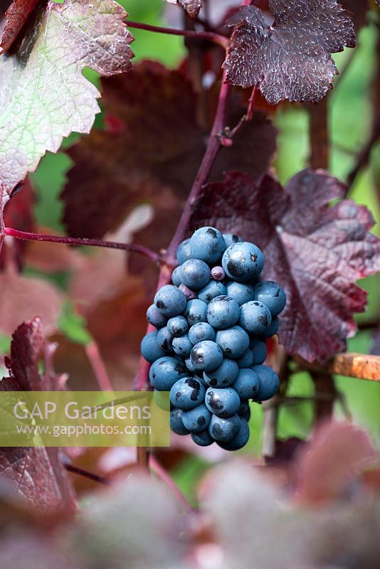 Vitis 'Brandt', a vine with stunning autumn colour producing small sweet edible grapes.