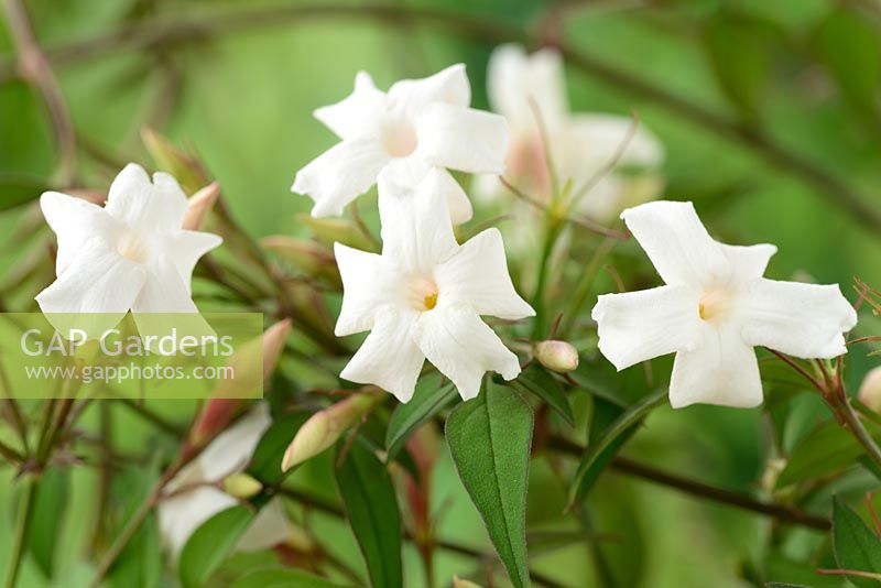 Jasminum officinale - Common jasmine, July