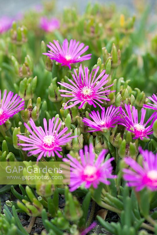 Delosperma cooperi - syn. Mesembryanthemum cooperi - Trailing Iceplant, 'Pink Carpet'