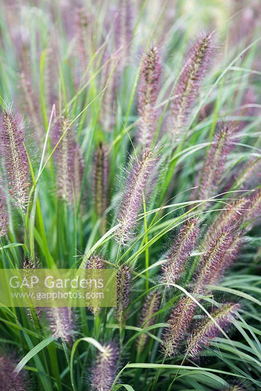 Pennisetum alopecuroides 'Redhead' - Chinese fountain grass