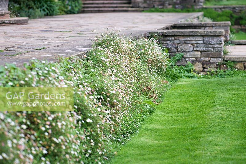 Erigeron karvinskianus- Mexican fleabane in front of raised stone wall and path.