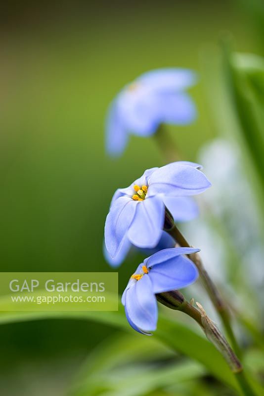 Ipheion uniflorum, spring starflower, blue spring flowering bulb, March