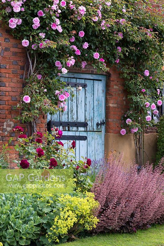 A blue door surrounded by Rosa 'Blairie No.2' behind a mixed border with rose, alchemilla and heuchera.