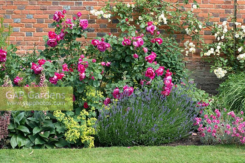 A mixed summer border with roses, alchemilla, lavender, pinks and foxgloves.