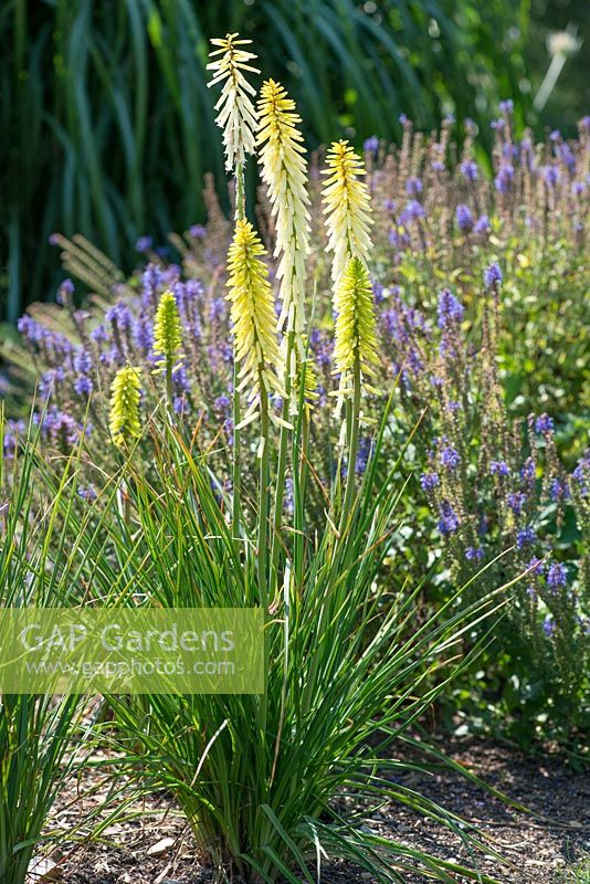 Kniphofia Little Maid, one of a batch of seedlings raised at Beth Chatto's garden. It caught her eye with its small habit and creamy yellow flowers, reminding her of K. Maid of Orleans, hence the name.
