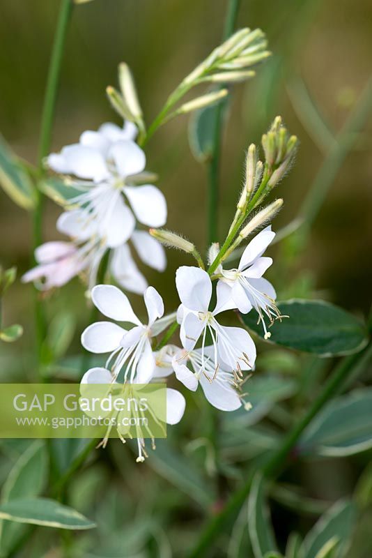 Gaura lindheimeri Corrie's Gold, butterfly gaura, a Beth Chatto introduction.