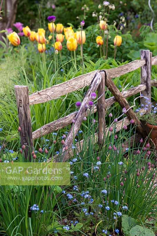 A wooden hurdle separates tulips and alliums from a blend of chives and forget-me-nots.