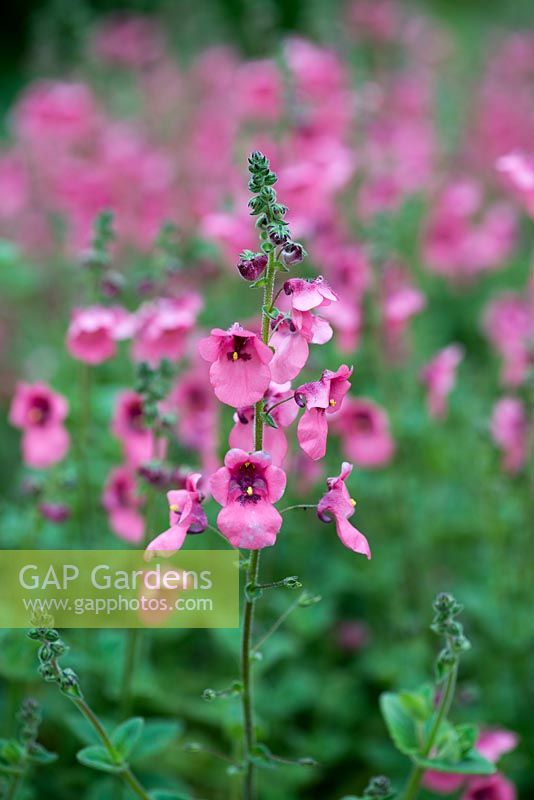 Diascia barberae 'Ruby Field', twinspur,  annuals or semi-evergreen perennial, June.