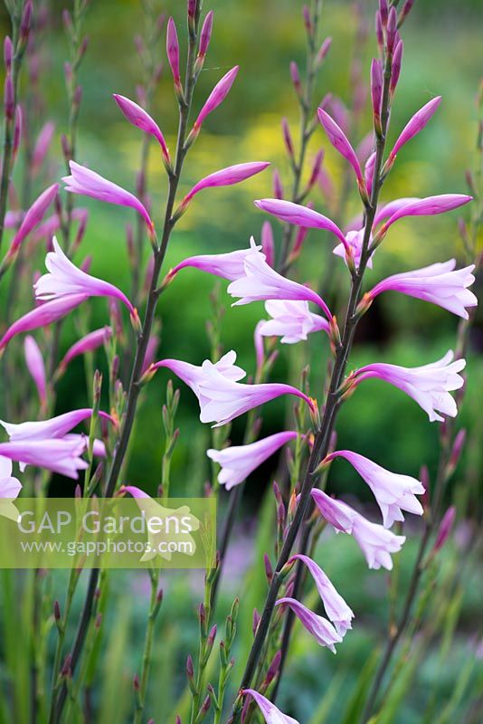 Watsonia bourbonica, Cape Bugle Lily, corm, a half hardy herbaceous perennial with 2m high stems of trumpet-shaped pink flowers in summer