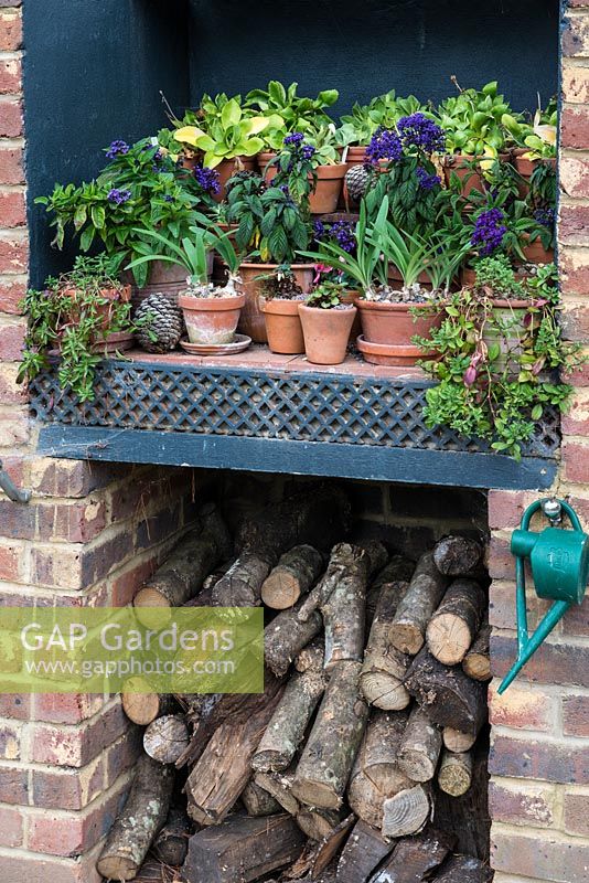A collection of young plants in terracotta containers on a shelf above a log store.