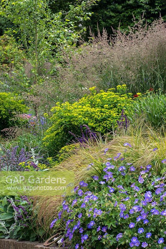 A sloped bank planted with Stachys 'Big Ears', Salvia 'Purple Rain', Stipa arundinacea, Euphorbia 'Fireglow' and Molinia 'Karl foerster'.