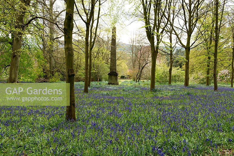 The bluebell wood and obelisk at Millichope Park, an English landscape garden dating from 18th century.