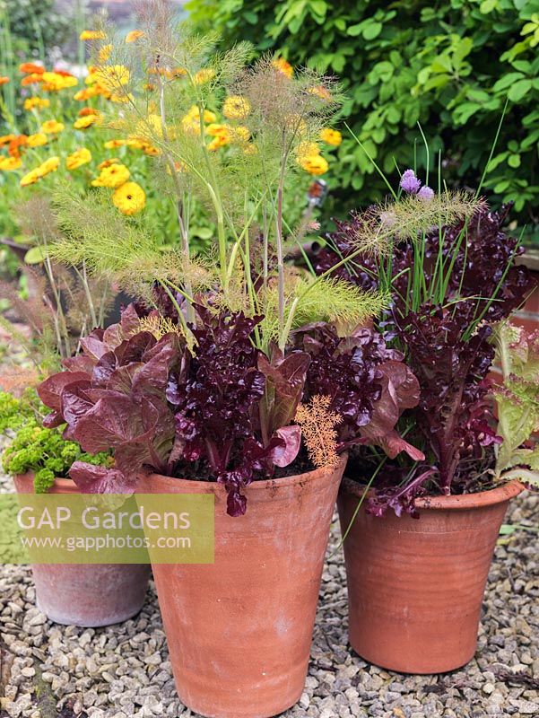 Mixed containers - Ryton Organic Gardens.