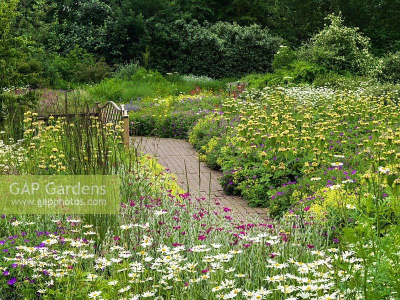 A path through a naturalistic border at Ryton Organic Gardens planted with Phlomis russeliana, Geranium sanguineum, Leucanthemum vulgare and Alchemilla mollis.
