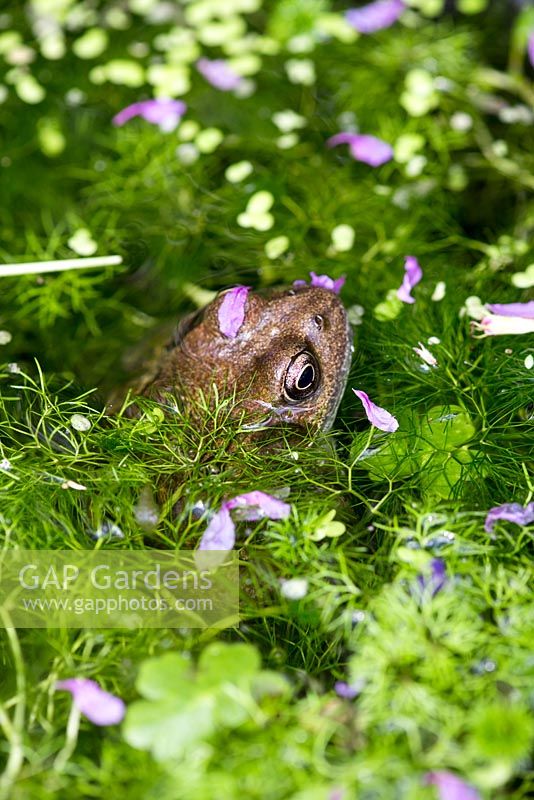 Common frog, Rana temporaria, in a garden pond.
