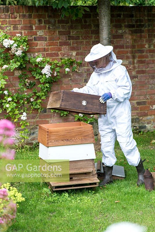 Clad in her protective bee-keeping suit, Fran Wakefield lifts  the top of the hive for maintenance and collecting honey.