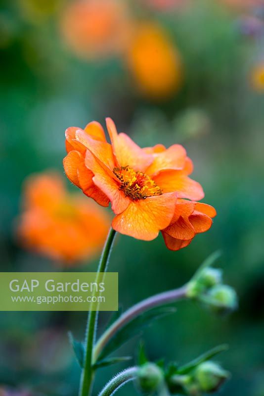 Geum 'Prinses Juliana' avens, a perennial flowering from spring into summer, pictured in May.
