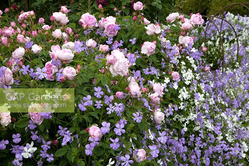 Rosa 'Compte de Chambord' underplanted with violas in the Rose Garden at Felley Priory, Nottinghamshire.