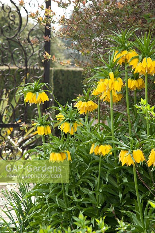 Fritillaria Imperialis 'Maxima Lutea' - Crown Imperial in front of an ornate iron gate in the West Walled Garden at Doddington Hall, Lincolnshire