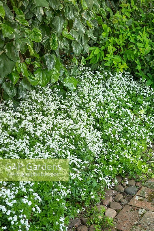 Galium odoratum growing in narrow shaded bed beside ivy clad fence