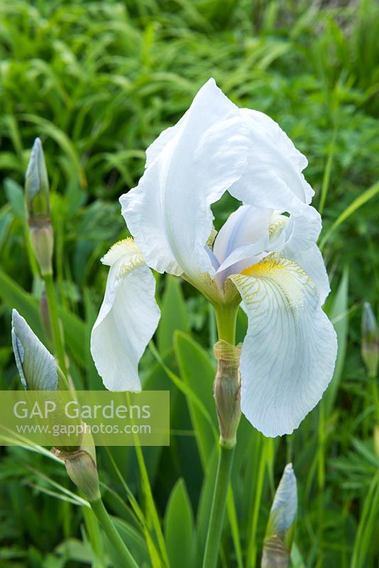 Iris germanica var. florentina