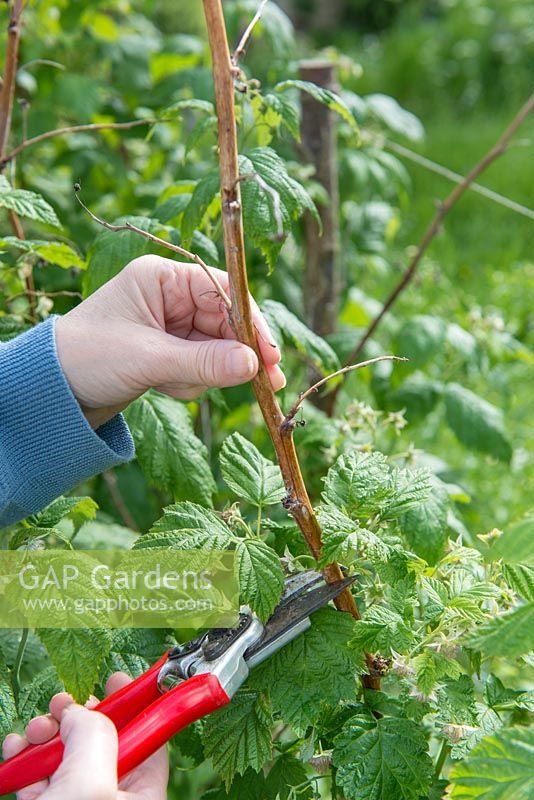 Cutting back stems of Raspberry 'Autumn Bliss' to vigorous growing point in May having left some of the previous year's canes to provide a summer crop