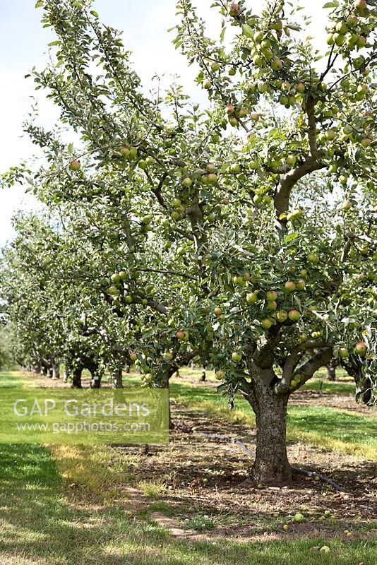 Row of apple trees 'Opalescent'