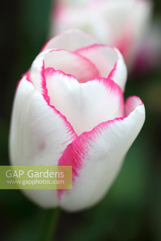 Tulipa 'Graceland' - May 
