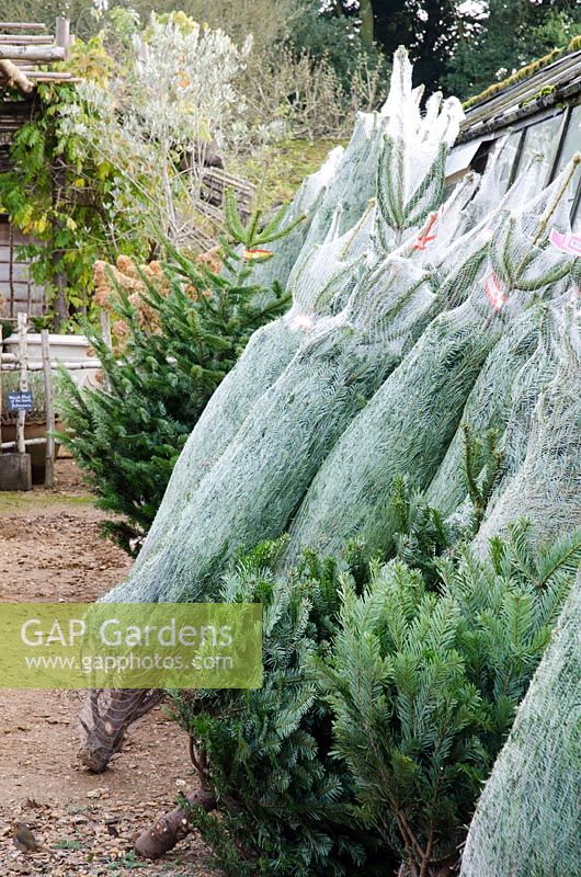 Christmas trees for sale in netting