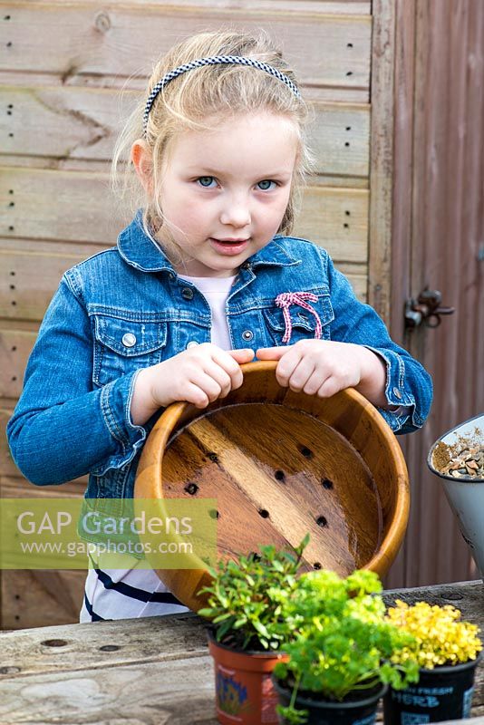 Child planting thyme in a recycled wooden bowl. Ask an adult to drill drainage holes in the bowl.