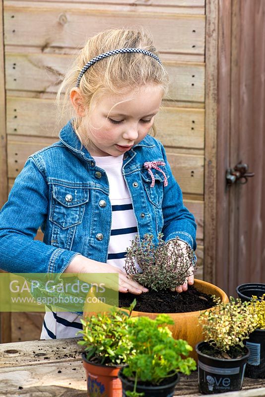 Child planting thyme in a recycled wooden bowl. Firm soil to keep the plant secure.