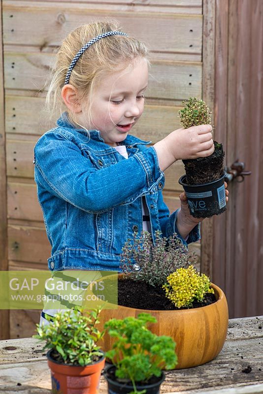 Child planting thyme in a recycled wooden bowl. Carefully lift the variegated thyme from its pot.
