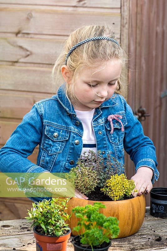 Child planting thyme in a recycled wooden bowl. Space plants evenly allowing room to grow.