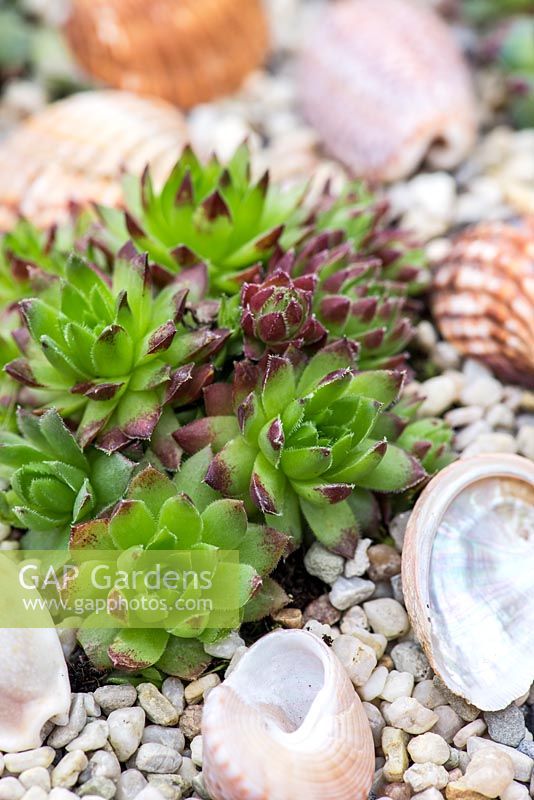 Succulent sempervivum plants with gravel mulch and decorative sea shells.