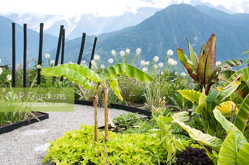 Curving gravel path with beds planted with Alocasia macrorrhiza - Elephant's Ear plant underplanted with Ipomoea batatas - Ornamental sweet potato vine Musa basjoo Ensete ventricosum 'Maurelli' - Abysinnian Red Banana and Cleome hassleriana 'Helen Campbell' overlooking mountains in the Alps. Jardin des Cimes Chamonix. France. July 