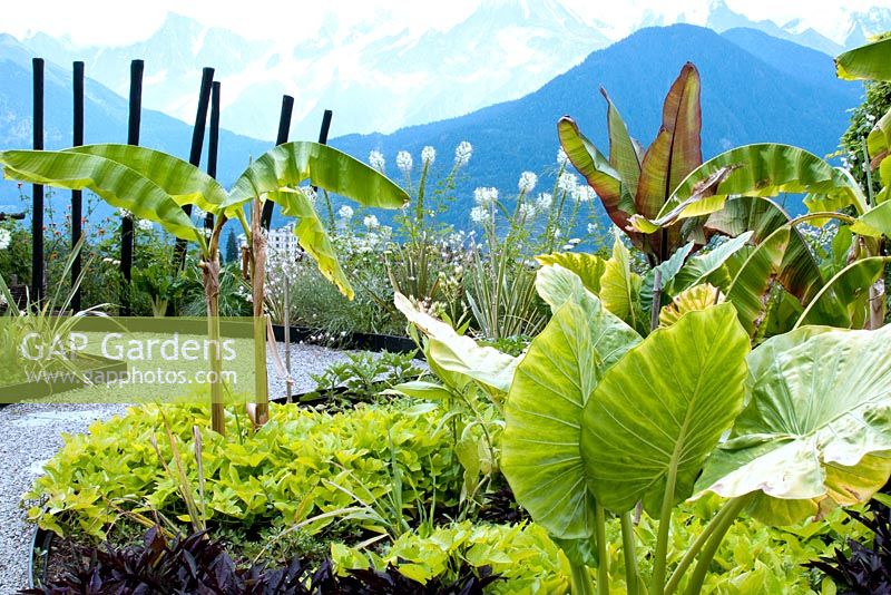 Curving gravel path with beds planted with Alocasia macrorrhiza - Elephant's Ear plant underplanted with Ipomoea batatas - Ornamental sweet potato vine Musa basjoo Ensete ventricosum 'Maurelli' - Abysinnian Red Banana and Cleome hassleriana 'Helen Campbell' overlooking mountains in the Alps. Jardin des Cimes, Chamonix, France. July 