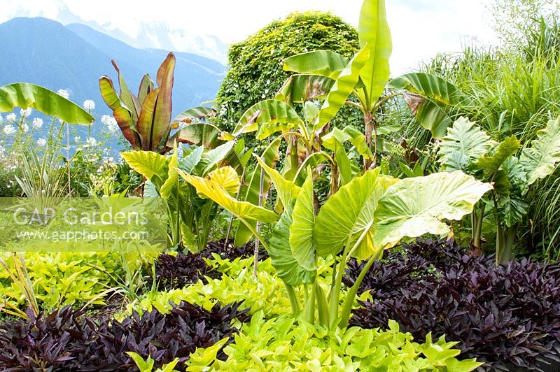 Bed planted with Alocasia macrorrhiza - Elephant's Ear plant underplanted with Ipomoea batatas - Ornamental sweet potato vine Musa basjoo Ensete ventricosum 'Maurelli' - Abysinnian Red Banana and Miscanthus overlooking mountains in the Alps. Jardin des Cimes, Chamonix, France. July 