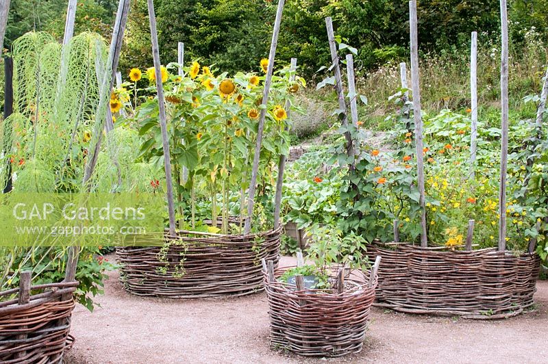 Potager garden with circular woven wicker baskets with wooden pole supports containing Helianthus salicifolius- Sunflower and Phaseolus coccineus - Runner bean. Jardin des Cimes, Chamonix, France, July 