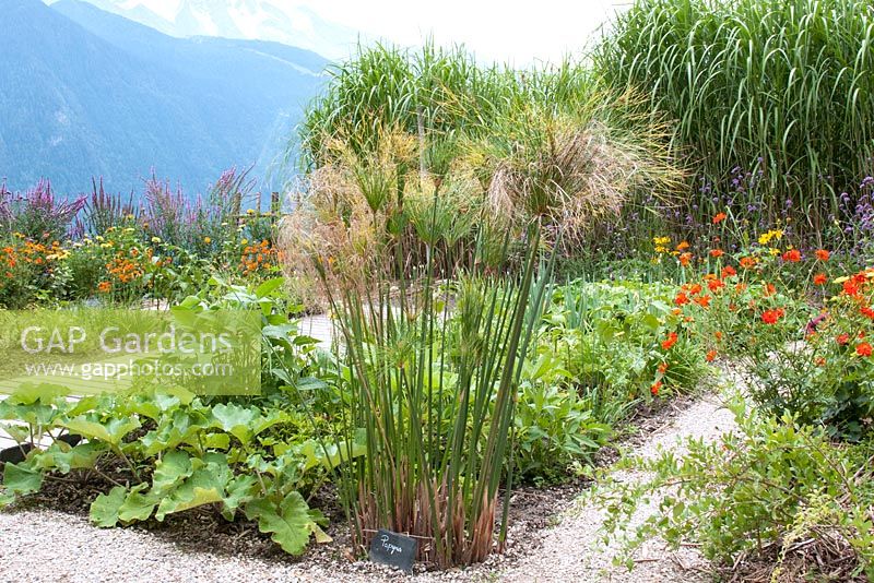 Beds planted with vegetables and flowers including Papyrus and screened by Miscanthus overlooking mountains in the Alps at Jardin des Cimes, Chamonix, France. July