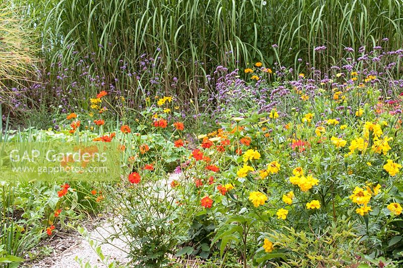 Mixed border with annuals and perennials including Cosmos sulphureus 'Diablo', Tagetes erecta and Verbena bonariensis backed by Miscanthus
